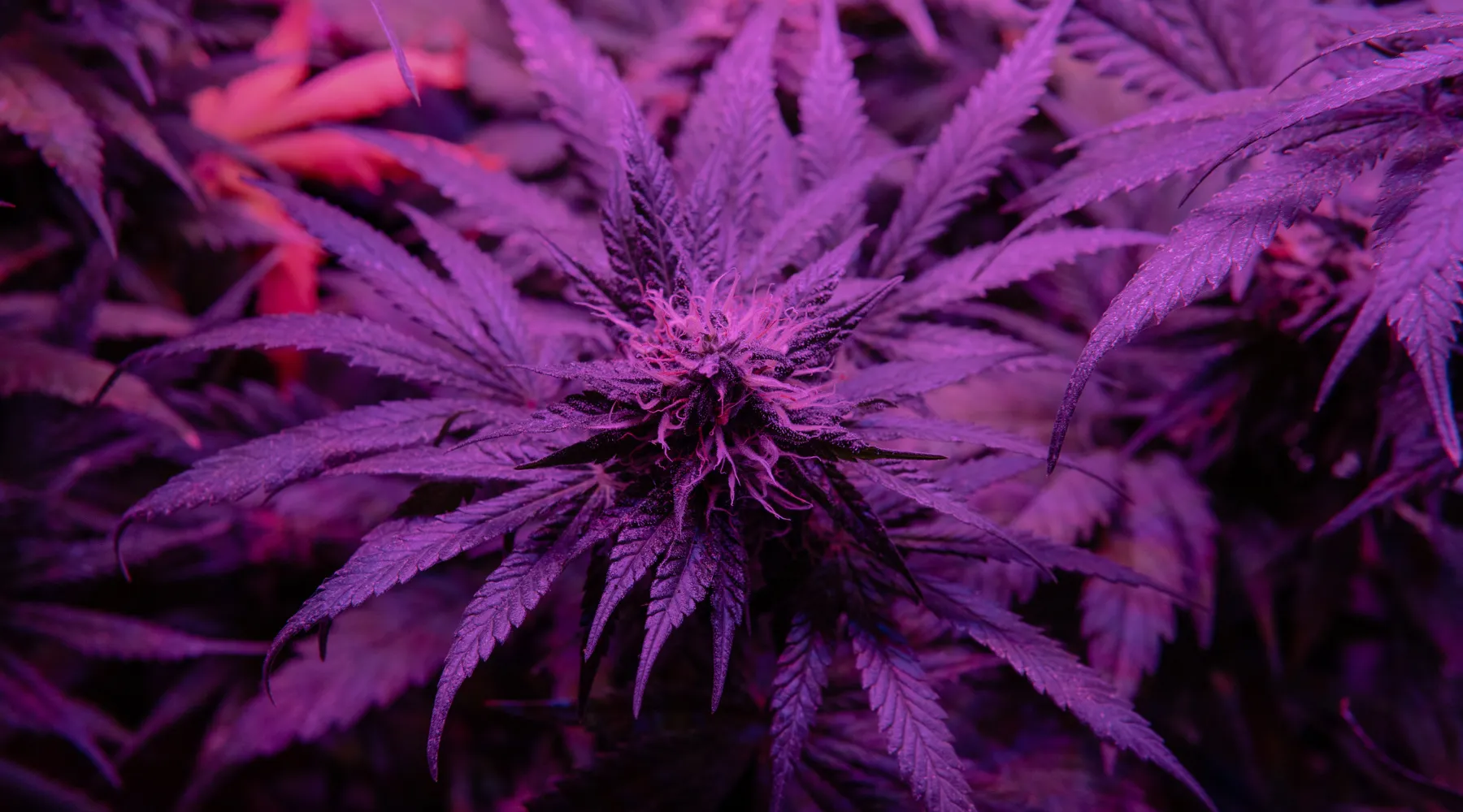 22 Strain: Effects, Medical Benefits, and Growing Guide